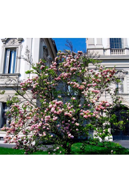 Магнолія суланжа Ломбарді Роуз в ландшафті